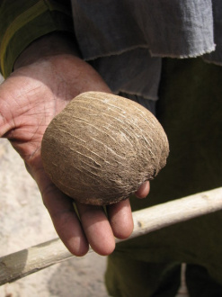 03 Fruit Du Palmier Doum